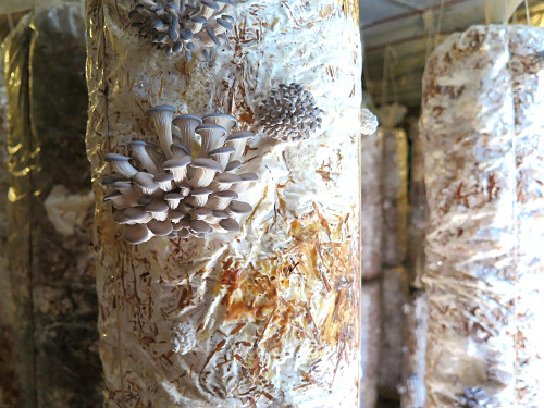 Umidade e Ventilação: Ajustando o Clima para o Desenvolvimento Saudável - inspiração 2