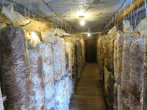 Umidade e Ventilação: Ajustando o Clima para o Desenvolvimento Saudável - inspiração 3