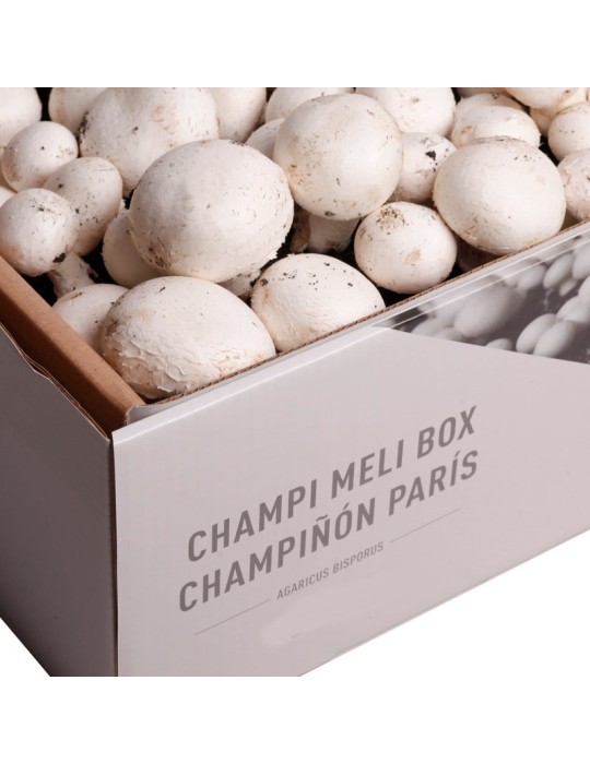 Controle de Temperatura: Mantendo o Ambiente Perfeito para Crescer - inspiração 3