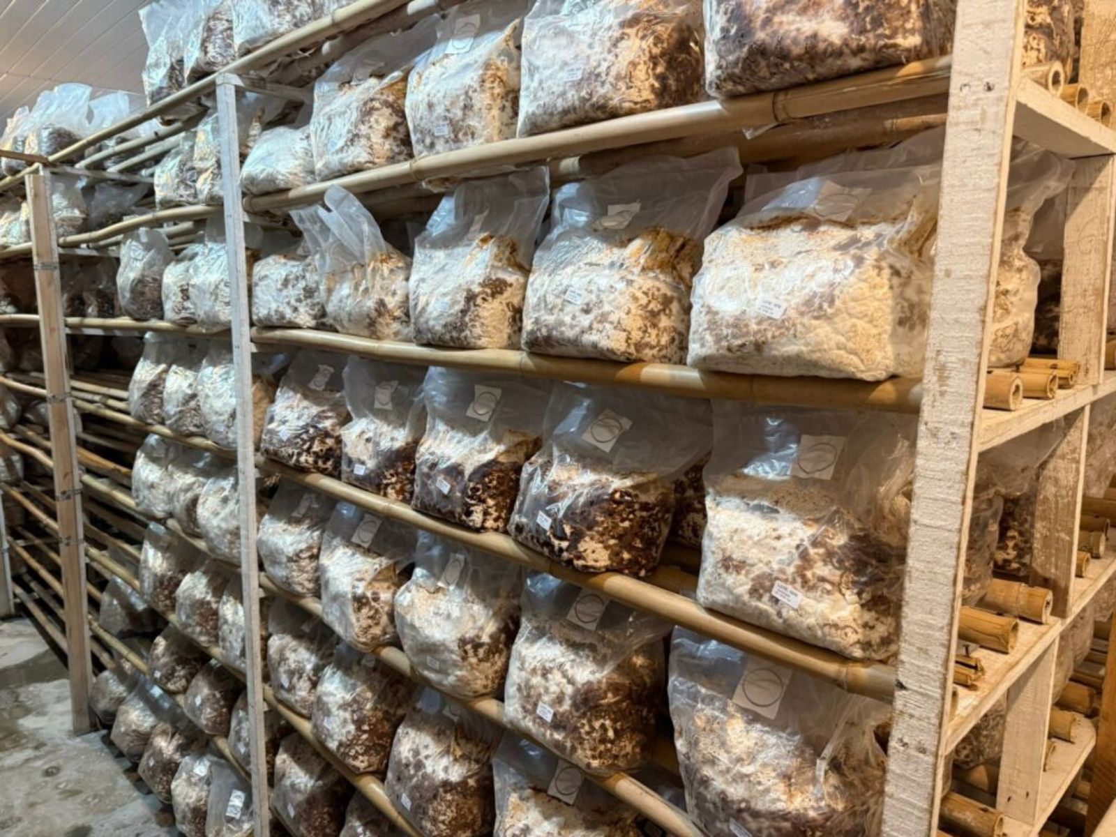 De Olho nas Pragas: Protegendo Sua Plantação com Dicas Simples - inspiração 1