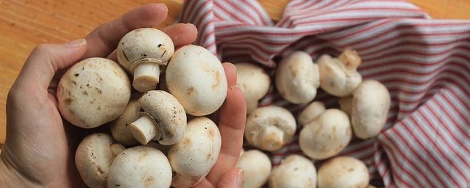 De Olho nas Pragas: Protegendo Sua Plantação com Dicas Simples - inspiração 3