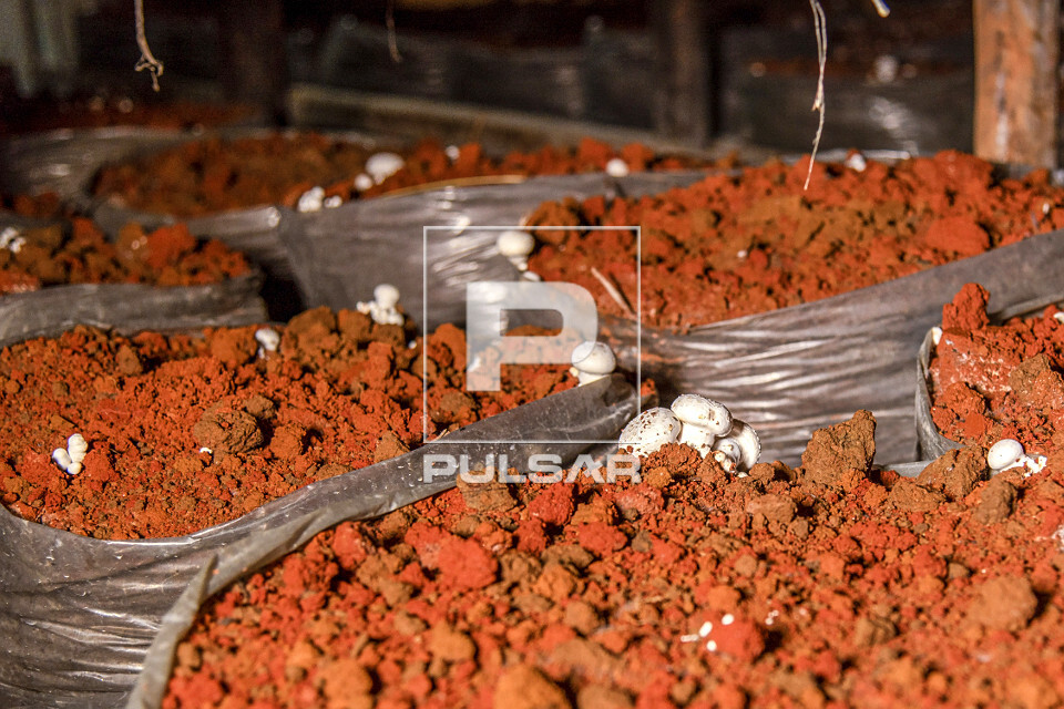 A Hora da Colheita: Como Saber o Ponto Certo para o Melhor Sabor - inspiração 3