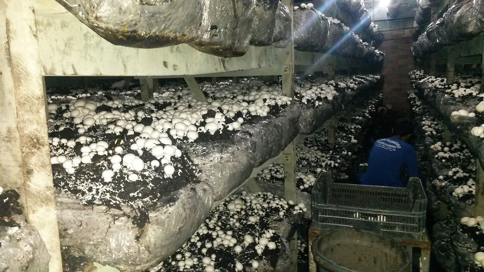 Kit de Cultivo para Iniciantes: Comece Sua Aventura sem Complicações - inspiração 2