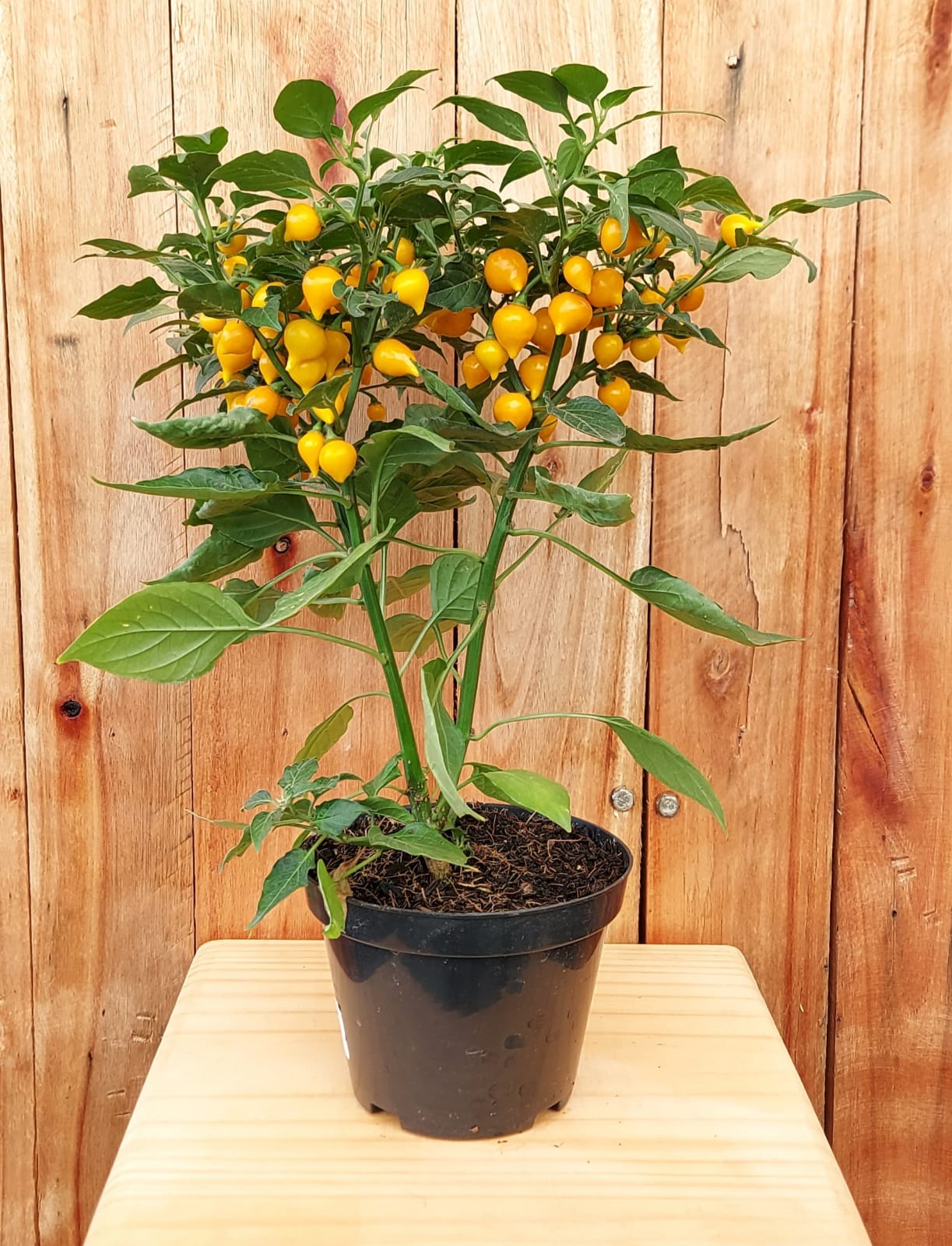 Começando do Jeito Certo: Escolhendo o Local Perfeito para Sua Biquinho - inspiração 2