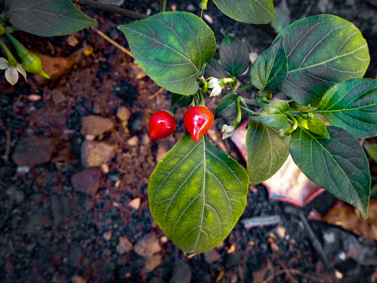 Novas Vidas: O Guia Simples para Fazer Suas Próprias Mudas - inspiração 1