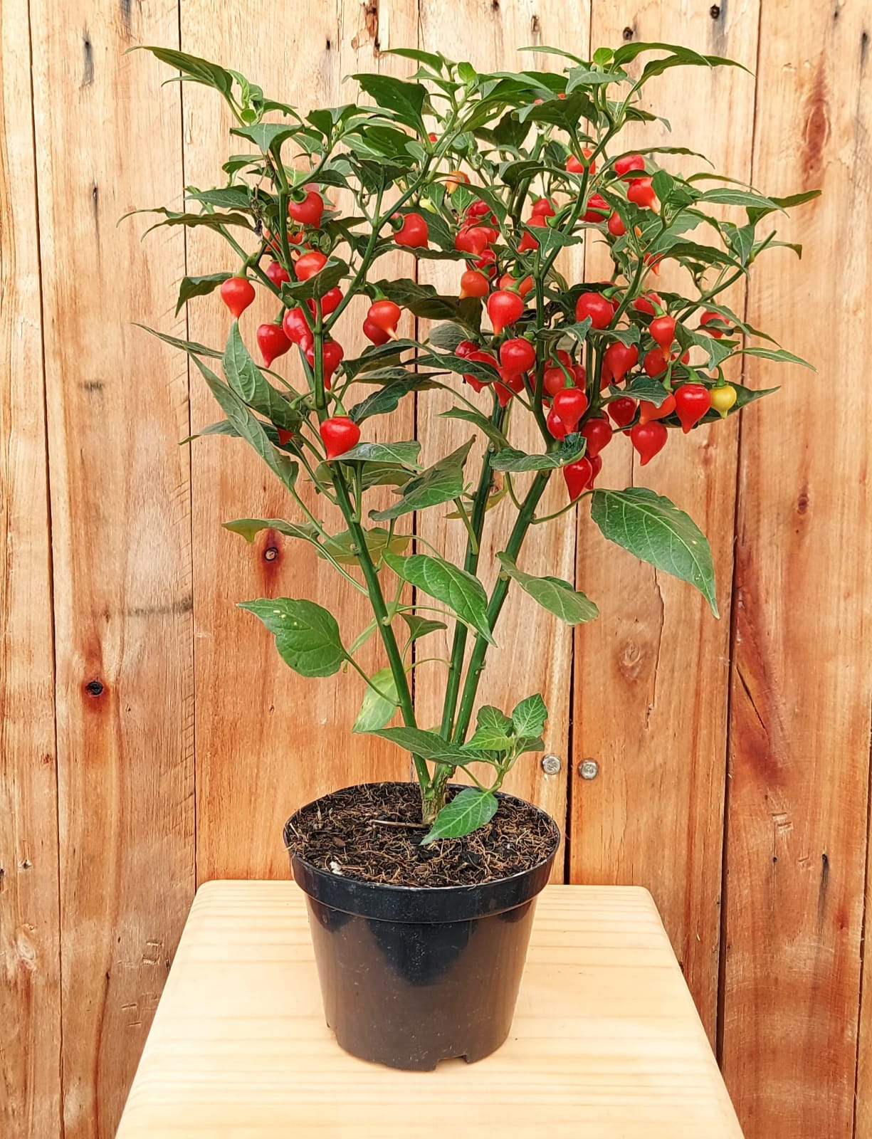 Preparando a Terra: O Segredo de um Solo Nutritivo e Leve - inspiração 2