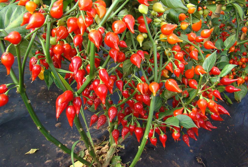 A Hora Certa de Plantar: Semeando e Transplantando com Sucesso - inspiração 1