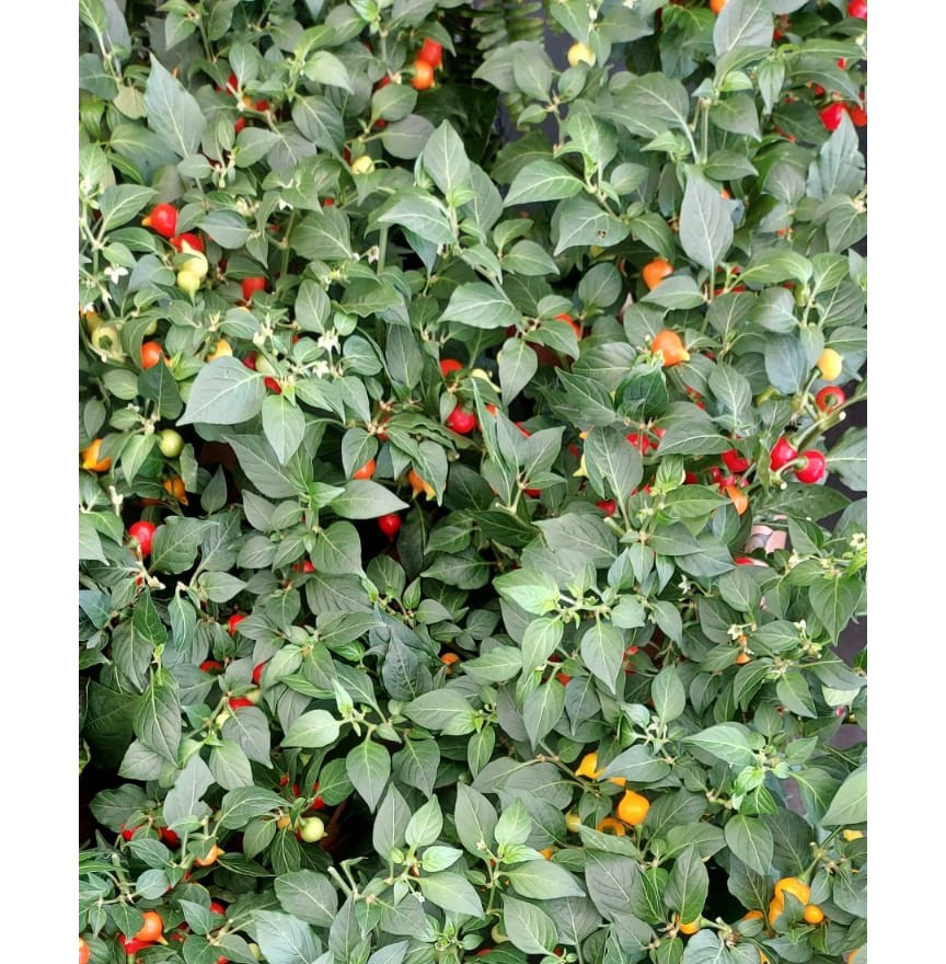 A Hora Certa de Plantar: Semeando e Transplantando com Sucesso - inspiração 2