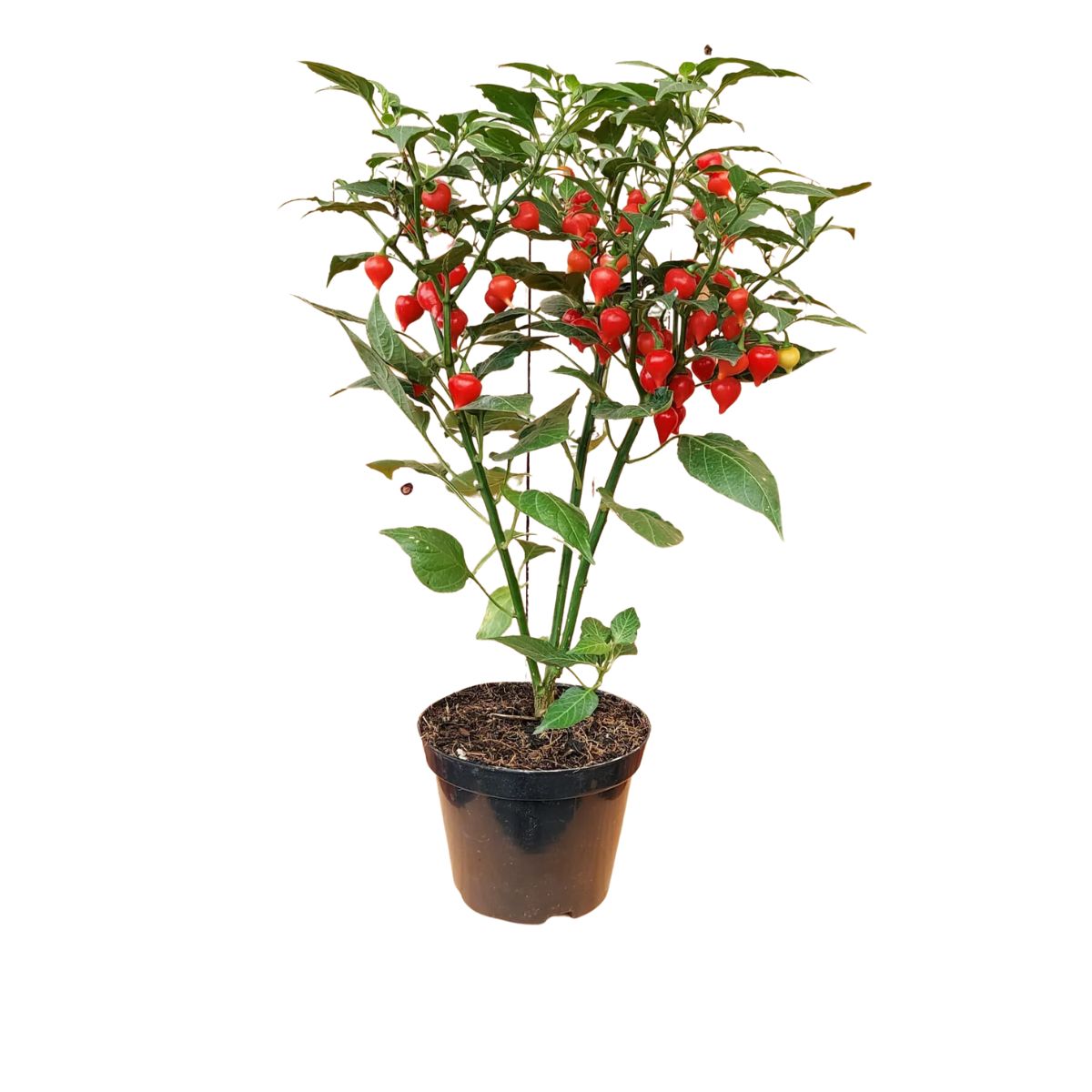 Hidratação Sem Exageros: A Arte de Regar Sua Pimenteira - inspiração 1