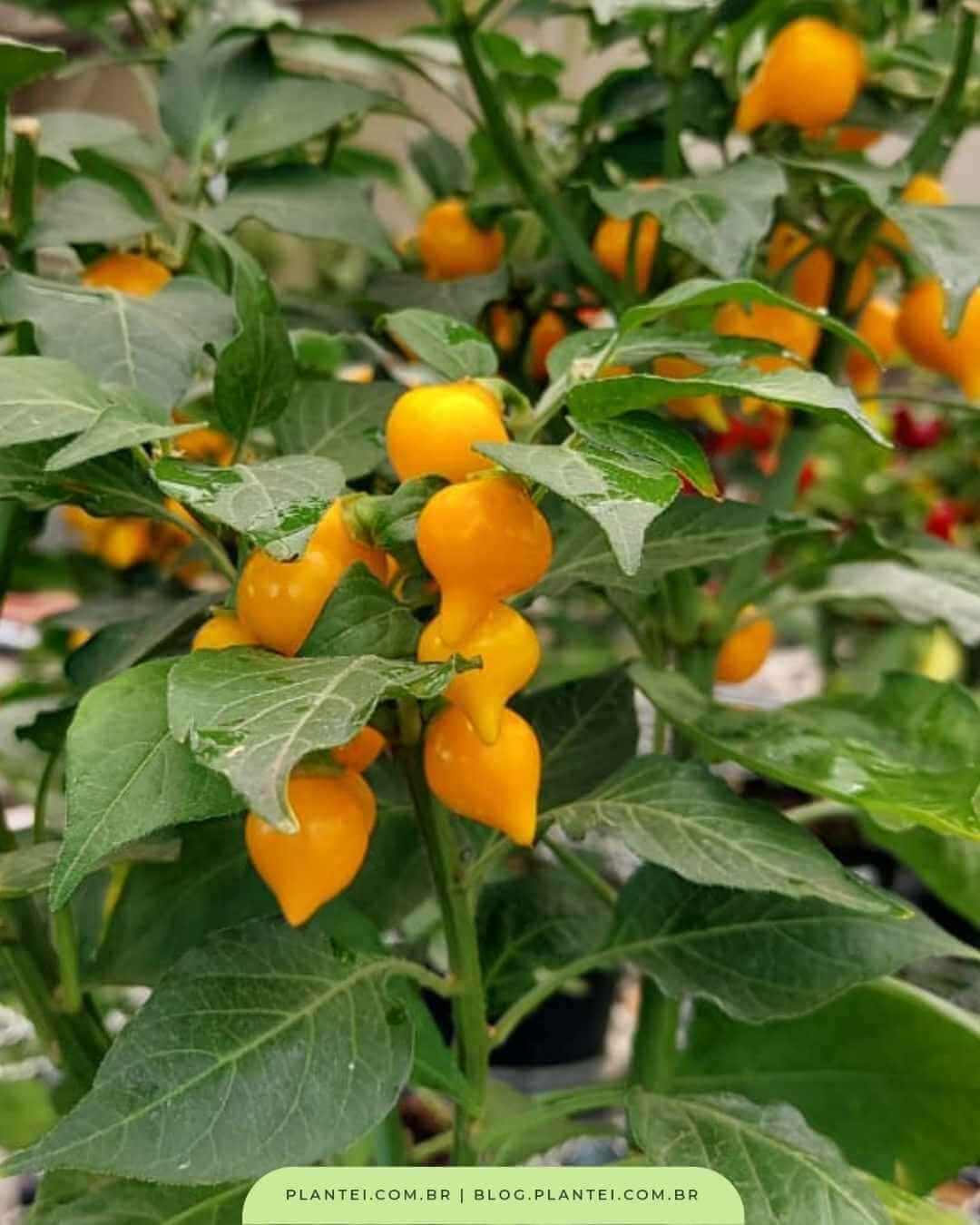 Hidratação Sem Exageros: A Arte de Regar Sua Pimenteira - inspiração 3