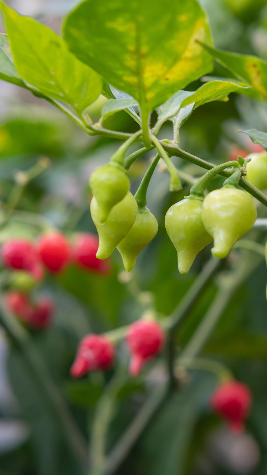 Poda Estratégica: O Toque Mágico para uma Planta Cheia de Vida - inspiração 2