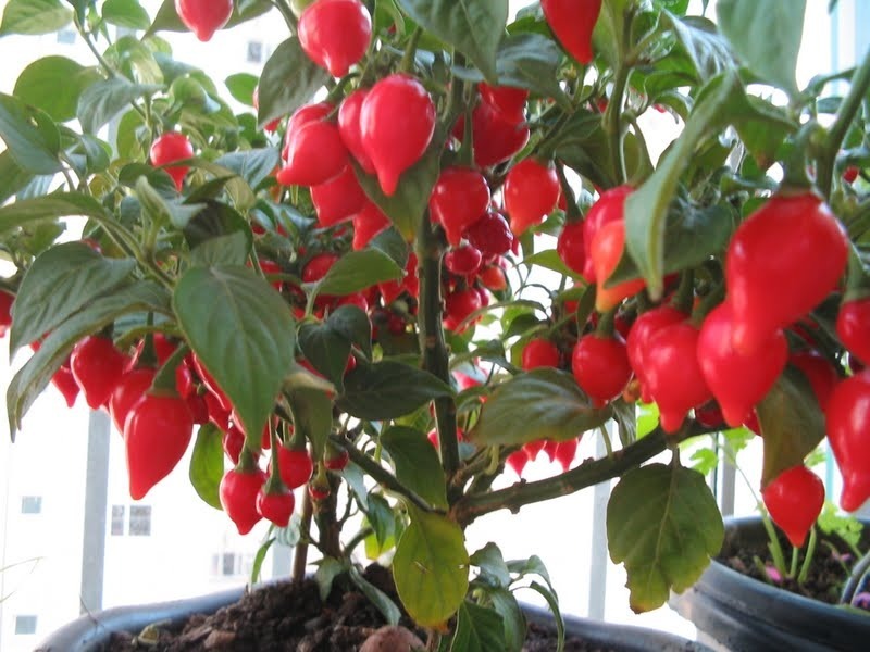 Sua Biquinho no Vaso: O Cultivo Urbano Fácil e Produtivo - inspiração 1