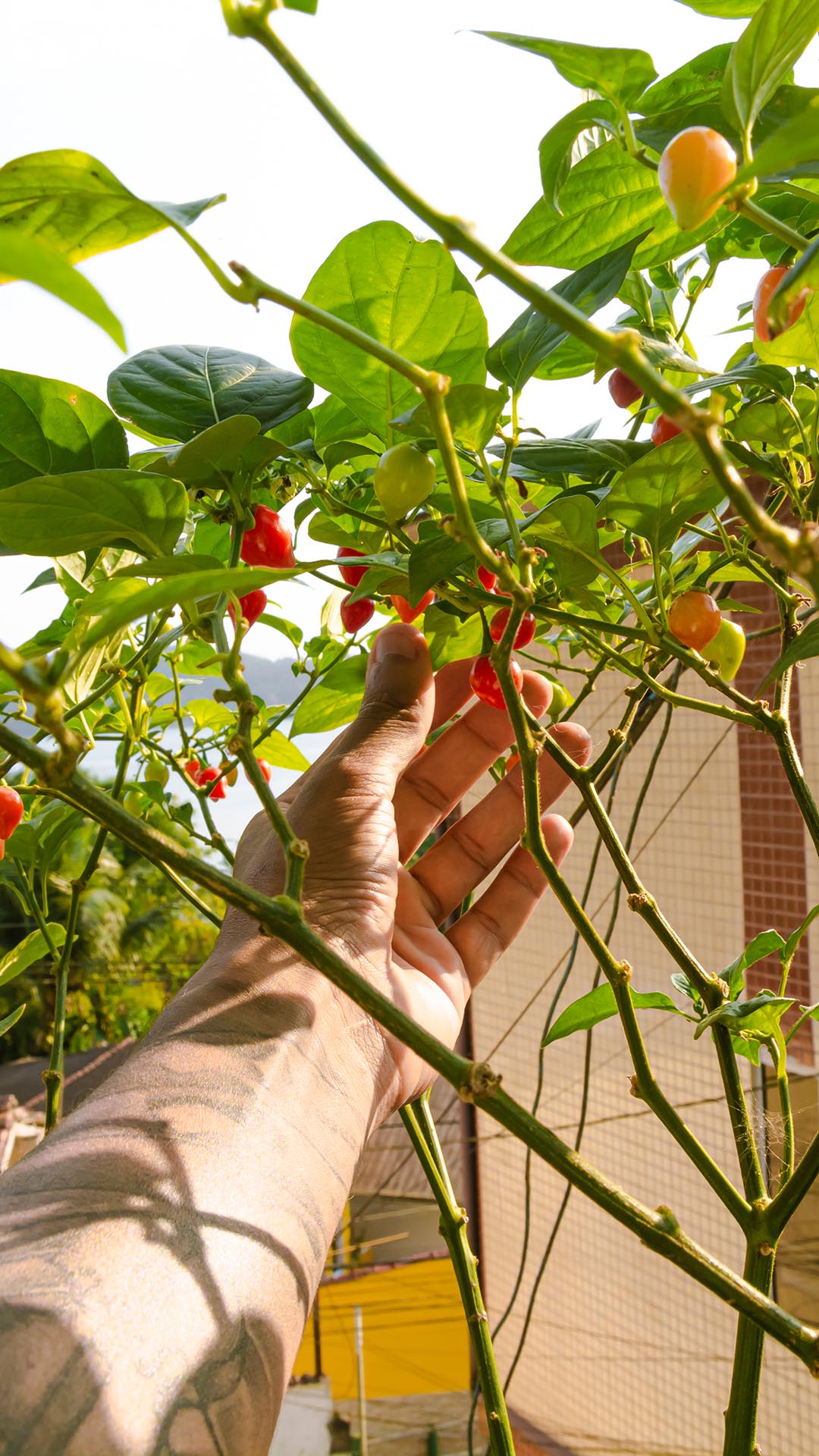 Sua Biquinho no Vaso: O Cultivo Urbano Fácil e Produtivo - inspiração 2