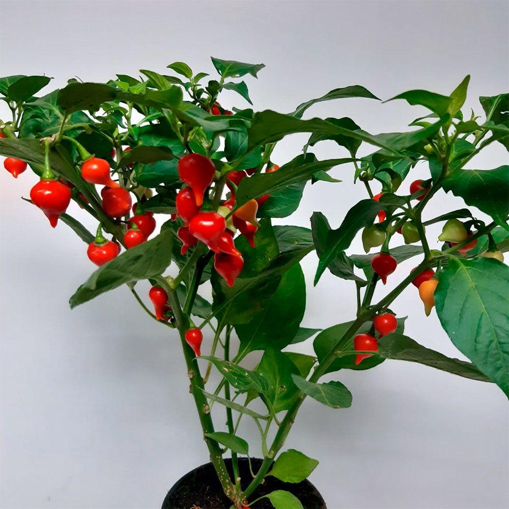 Sua Biquinho no Vaso: O Cultivo Urbano Fácil e Produtivo - inspiração 3