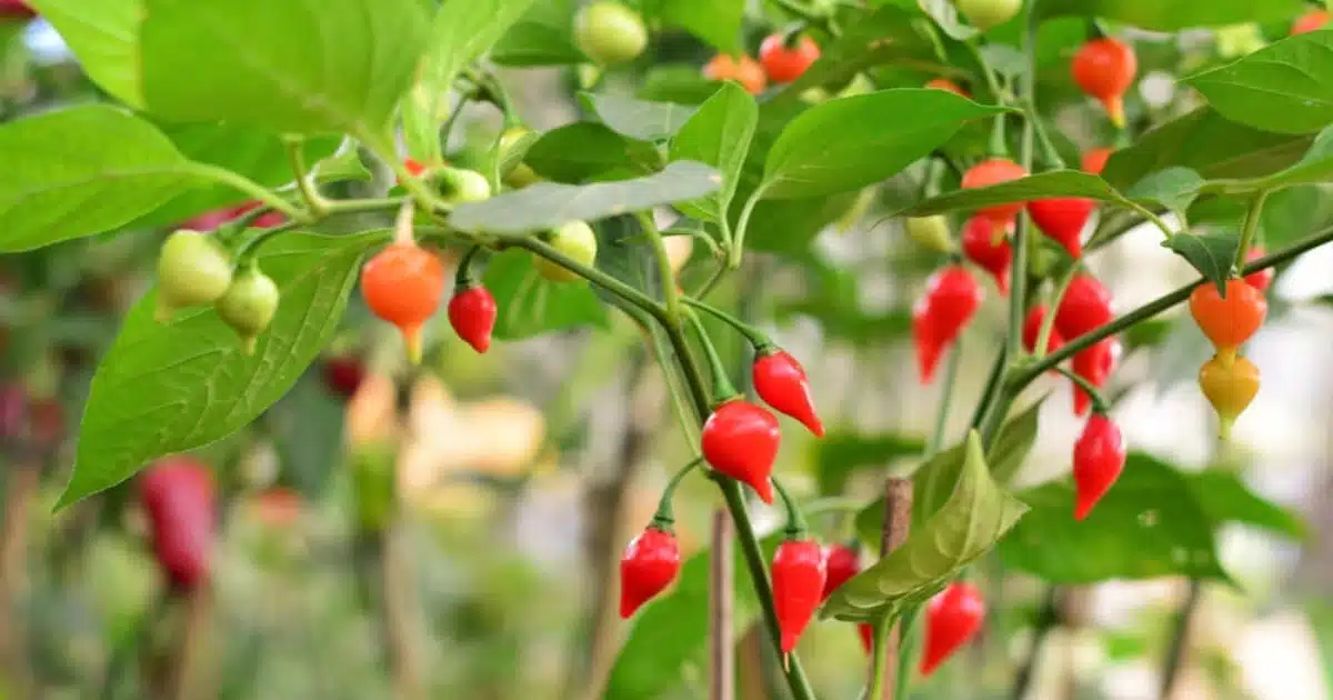 De Olho Vivo: Identificando e Combatendo Pragas e Doenças - inspiração 1