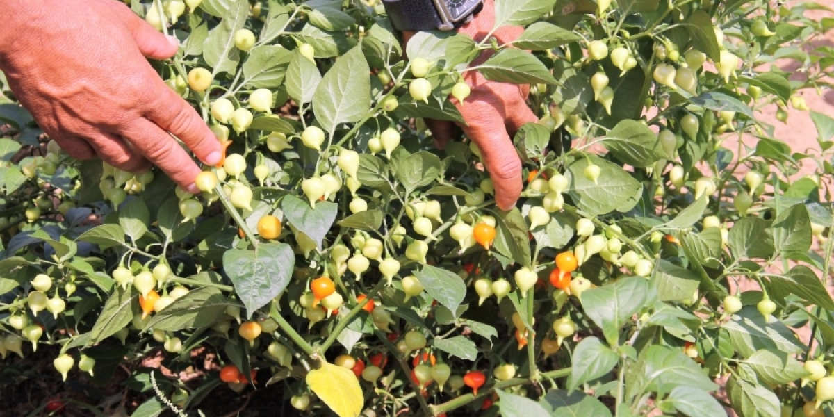 De Olho Vivo: Identificando e Combatendo Pragas e Doenças - inspiração 2