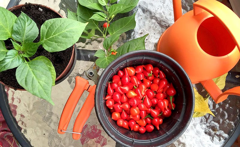 De Olho Vivo: Identificando e Combatendo Pragas e Doenças - inspiração 3