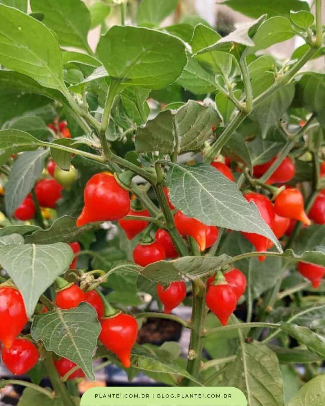 O Prazer da Colheita: Sabendo a Hora Exata de Apanhar Suas Pimentas - inspiração 1