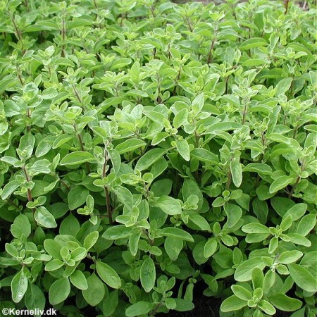 Dica de Ouro: Identifique as Folhas Sem Erro - inspiração 1