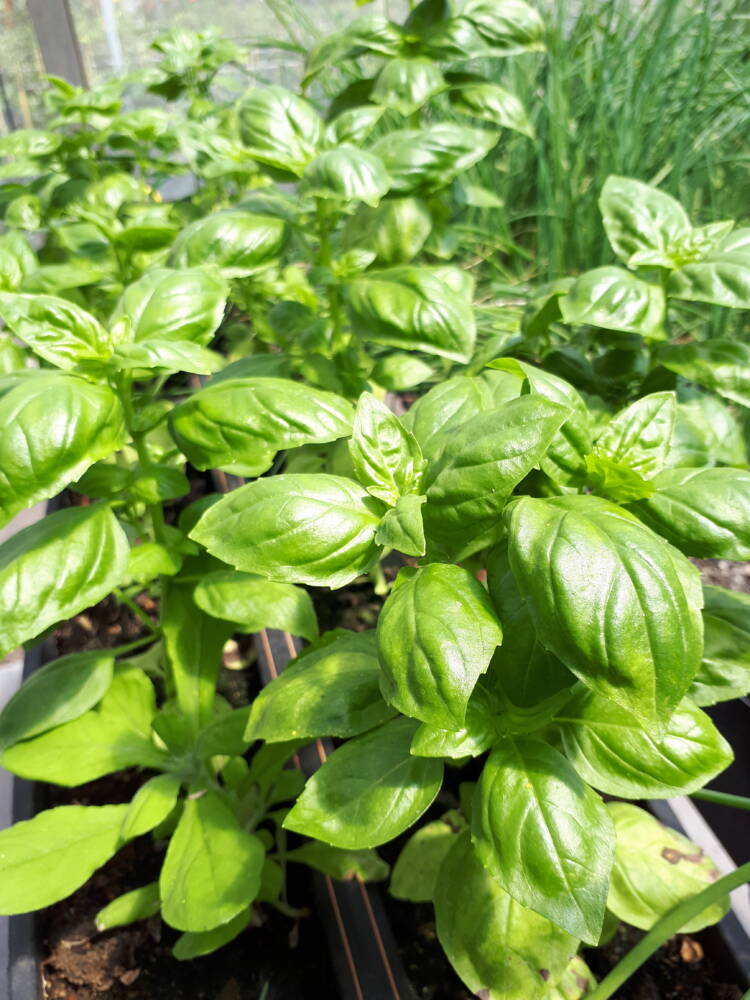 Conservação Ideal: Mantenha o Frescor e o Sabor por Mais Tempo - inspiração 3