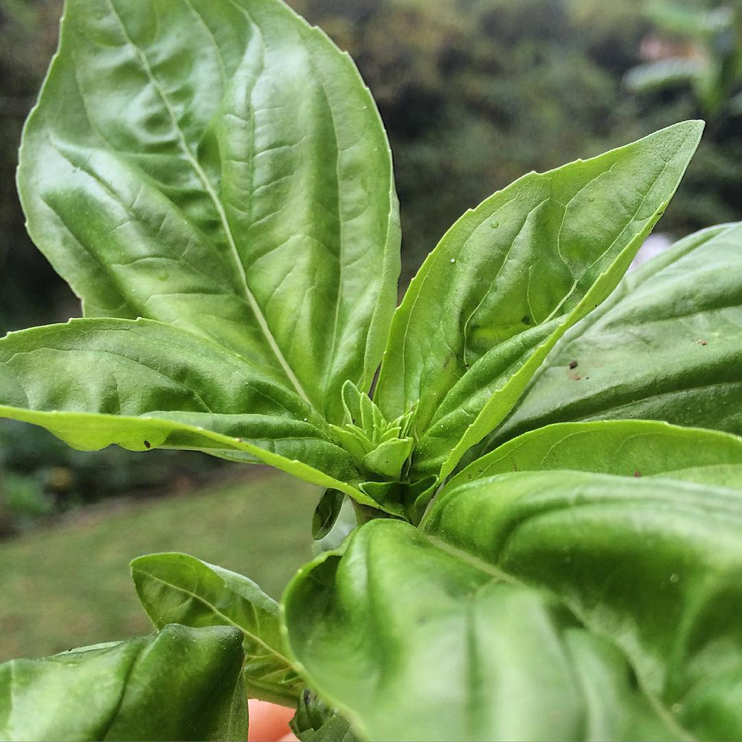 Descubra o Aroma Perfeito para Cada Prato - inspiração 3