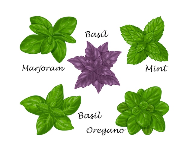 Manjericão no Pesto: O Segredo do Molho Italiano Autêntico - inspiração 1