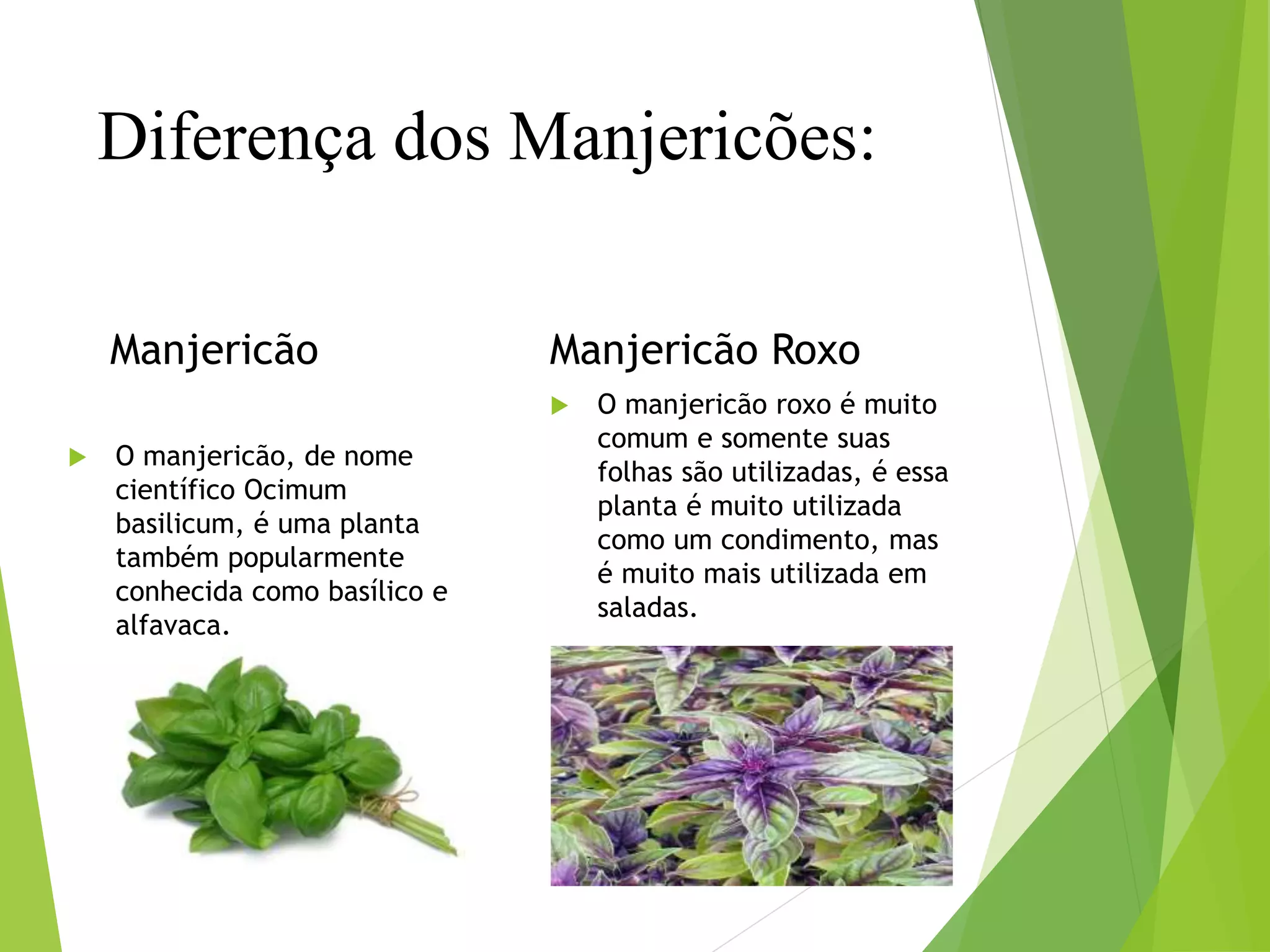 Erro Comum: Usar Manjericão em Cozimentos Longos - inspiração 2