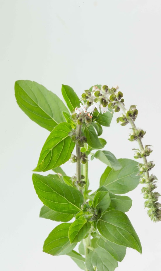 Erro Comum: Usar Manjericão em Cozimentos Longos - inspiração 3