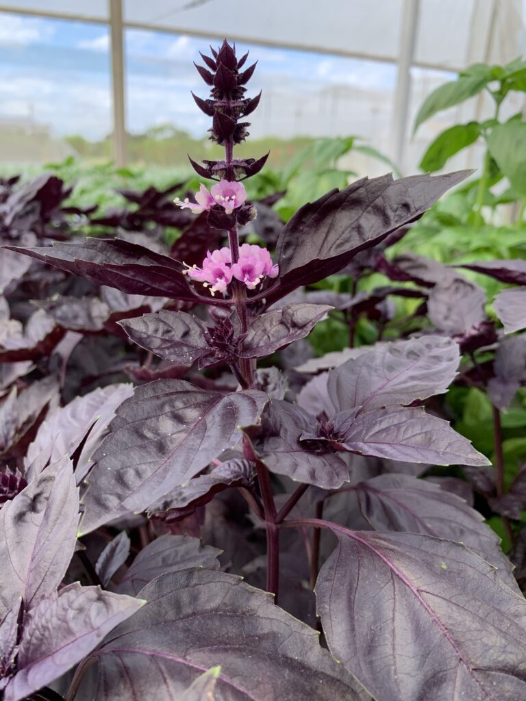 Solução Inteligente: Manjerona para Sopas e Ensopados - inspiração 2