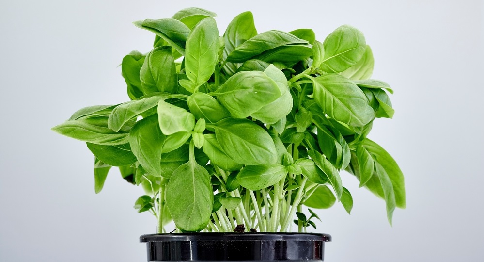 Solução Inteligente: Manjerona para Sopas e Ensopados - inspiração 3