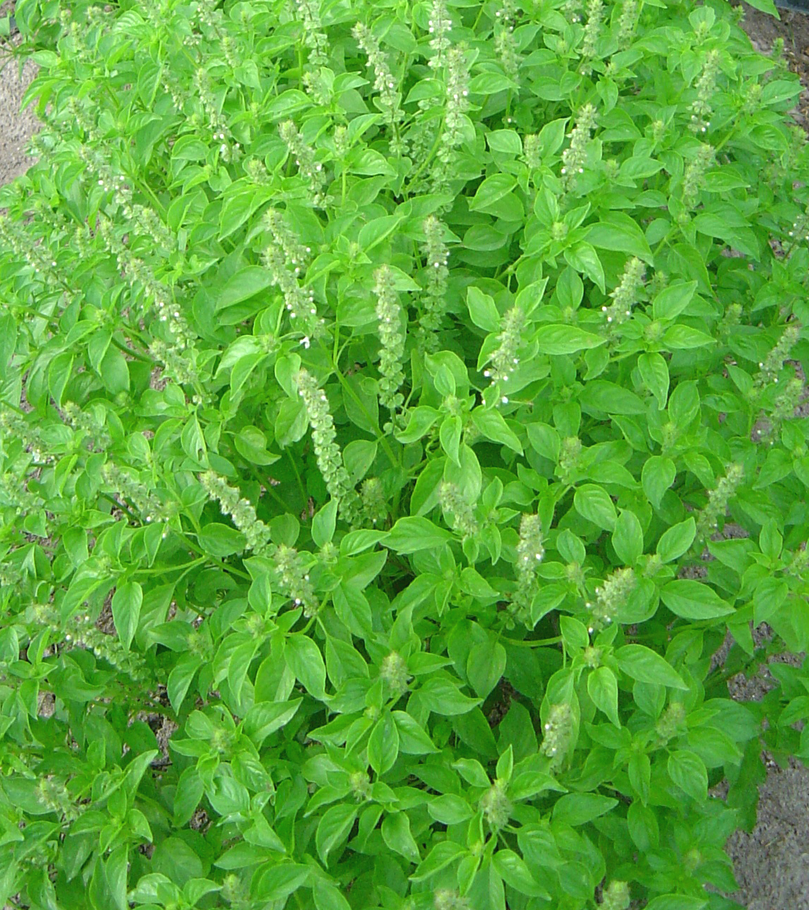 Substituição Esperta: Quando e Como Trocar as Ervas - inspiração 1