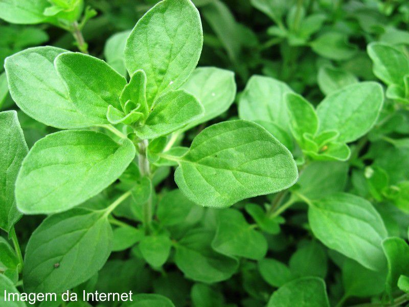 Chá de Manjerona: Um Remédio Natural ao Alcance da Mão - inspiração 2