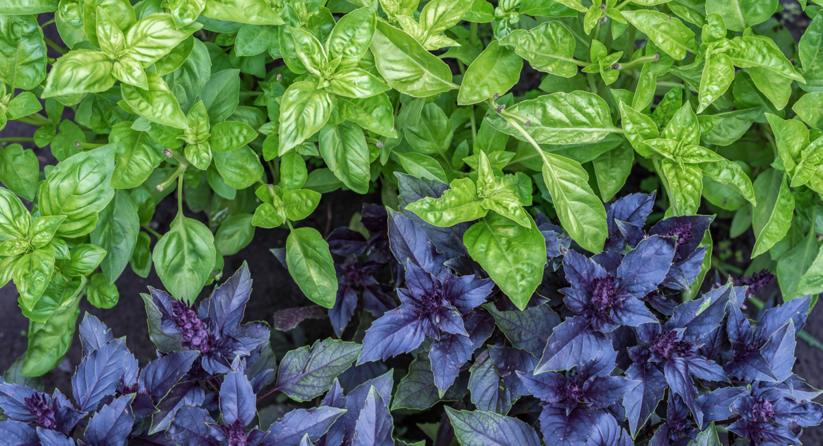 Chá de Manjerona: Um Remédio Natural ao Alcance da Mão - inspiração 3