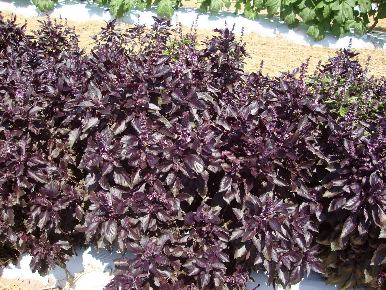 Cultivo em Casa: Dicas para um Jardim Aromático Vibrante - inspiração 1