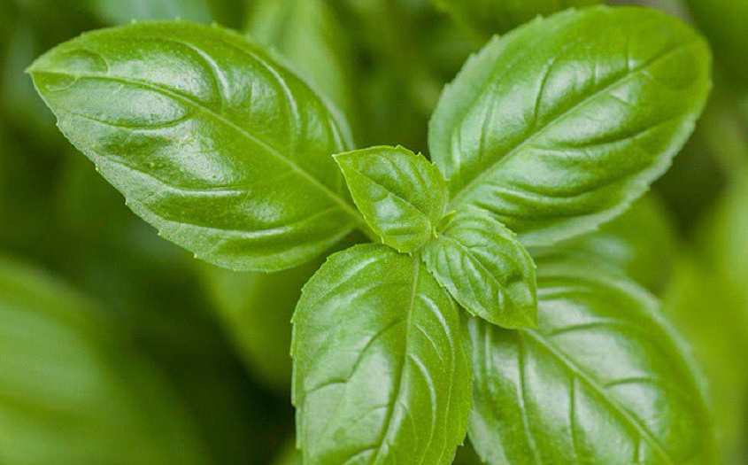 Cultivo em Casa: Dicas para um Jardim Aromático Vibrante - inspiração 2