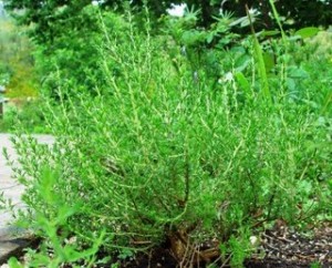 Receitas Campeãs: Ideias criativas para usar orégano fresco e seco no dia a dia - inspiração 1