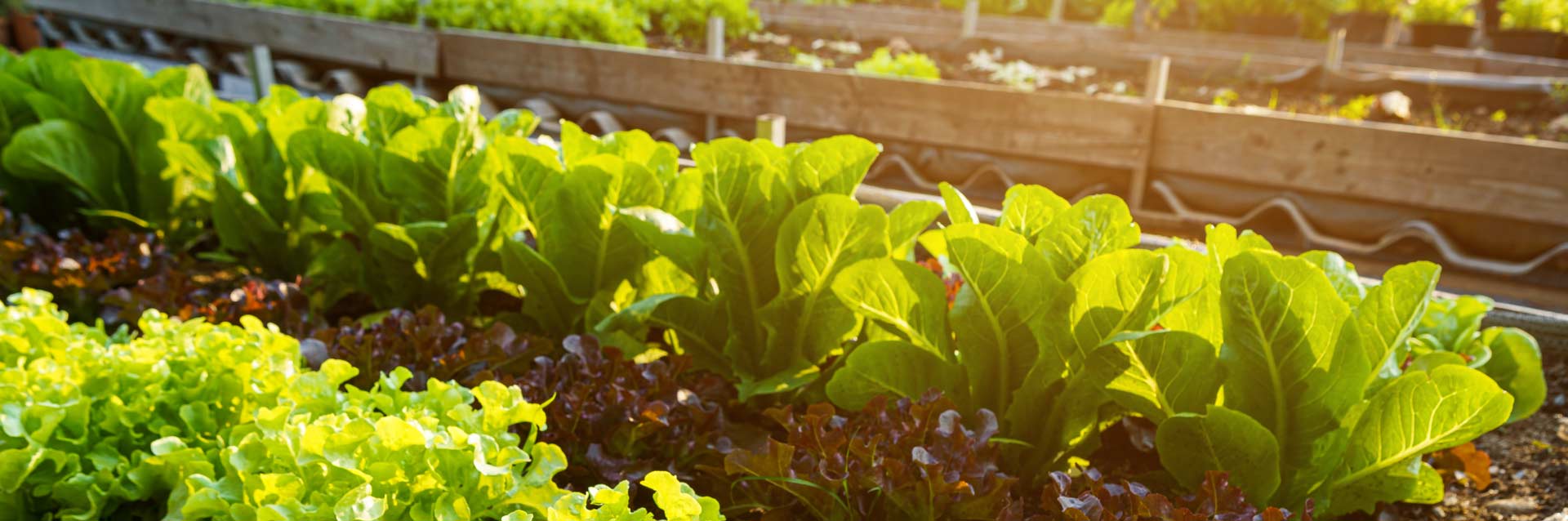 Poda Estratégica: O Que, Quando e Por Que - inspiração 2