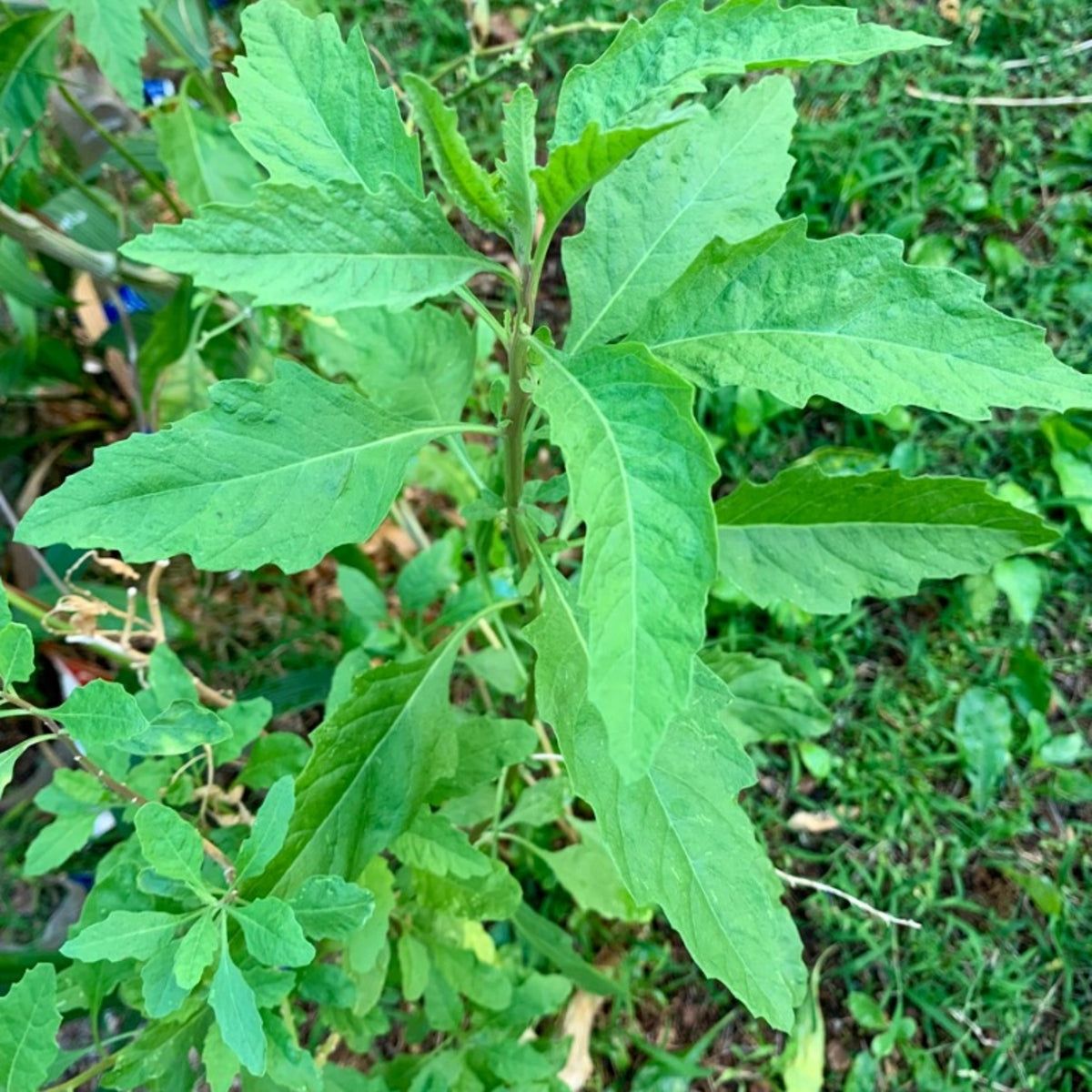 Epazote e a Arte de Facilitar a Digestão: Diga Adeus ao Inchaço - inspiração 1