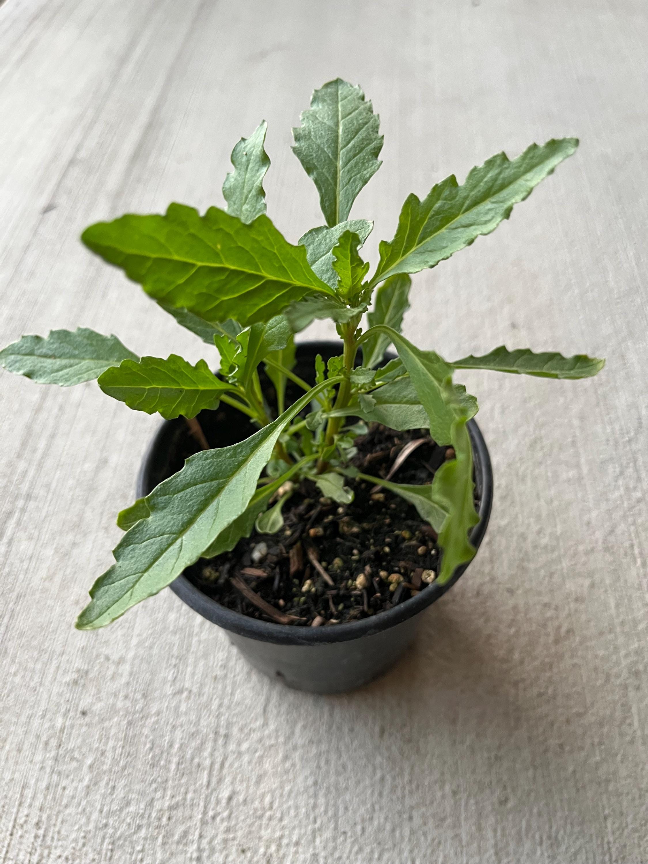 Propriedades Vermífugas Naturais: O Poder do Epazote Contra Parasitas - inspiração 1