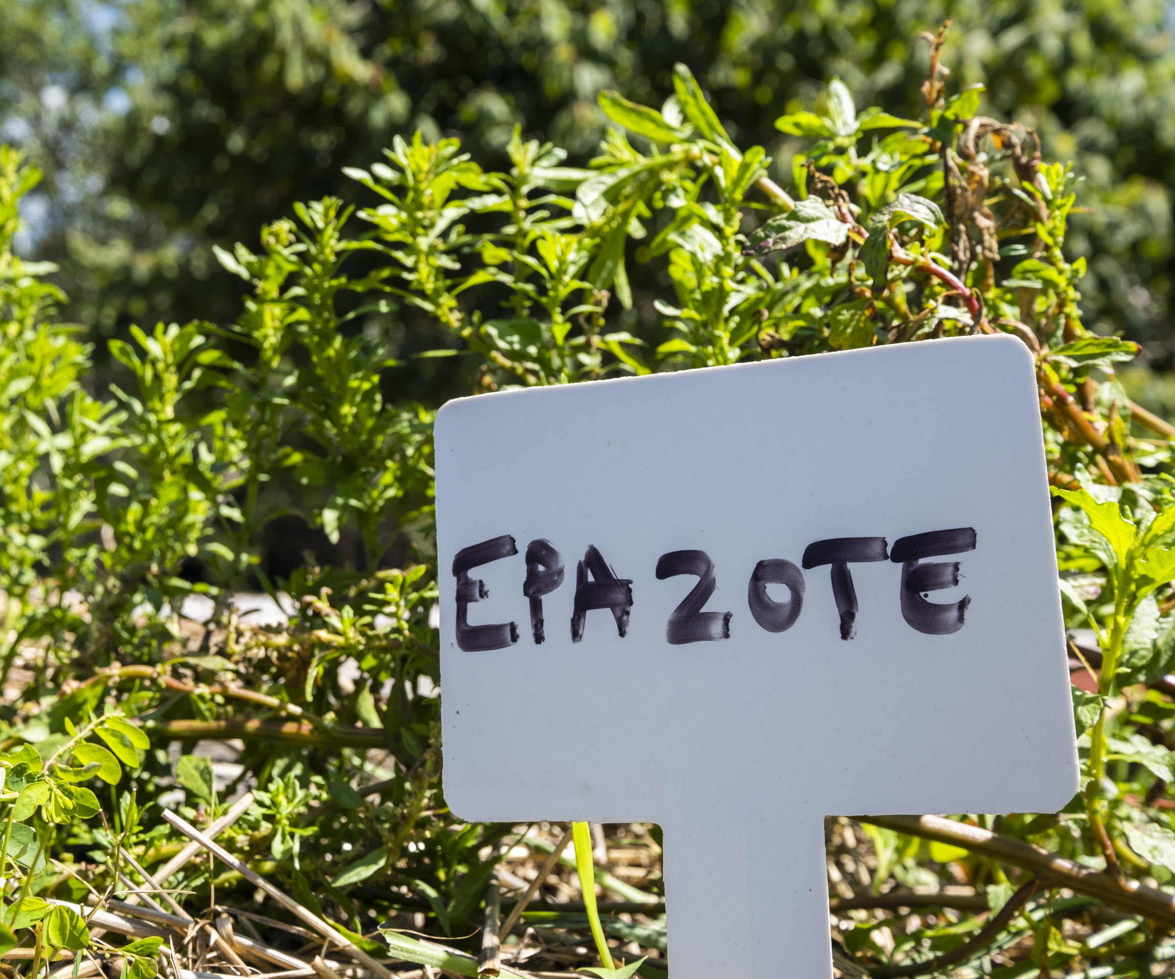 Propriedades Vermífugas Naturais: O Poder do Epazote Contra Parasitas - inspiração 2