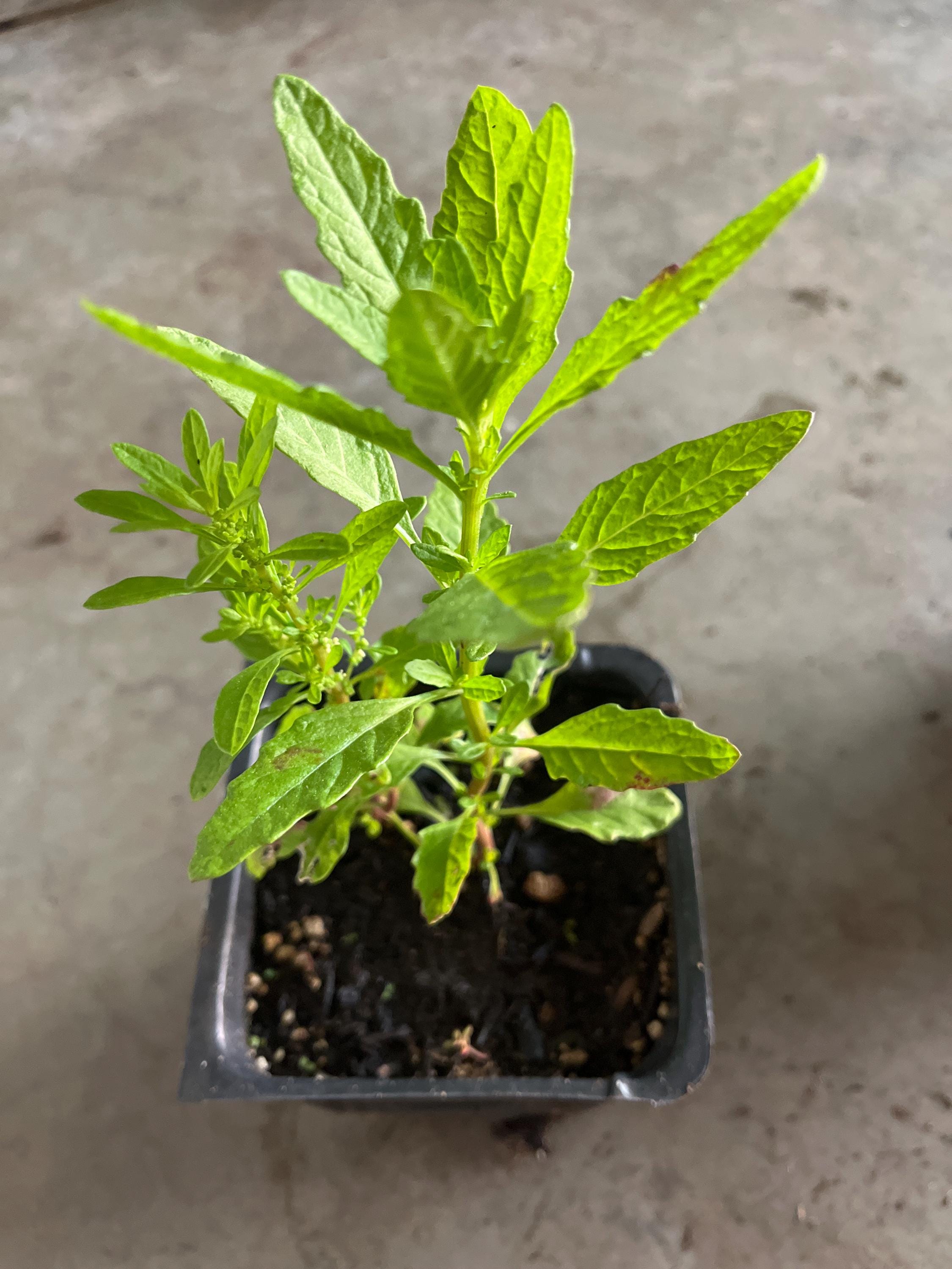 Propriedades Vermífugas Naturais: O Poder do Epazote Contra Parasitas - inspiração 3