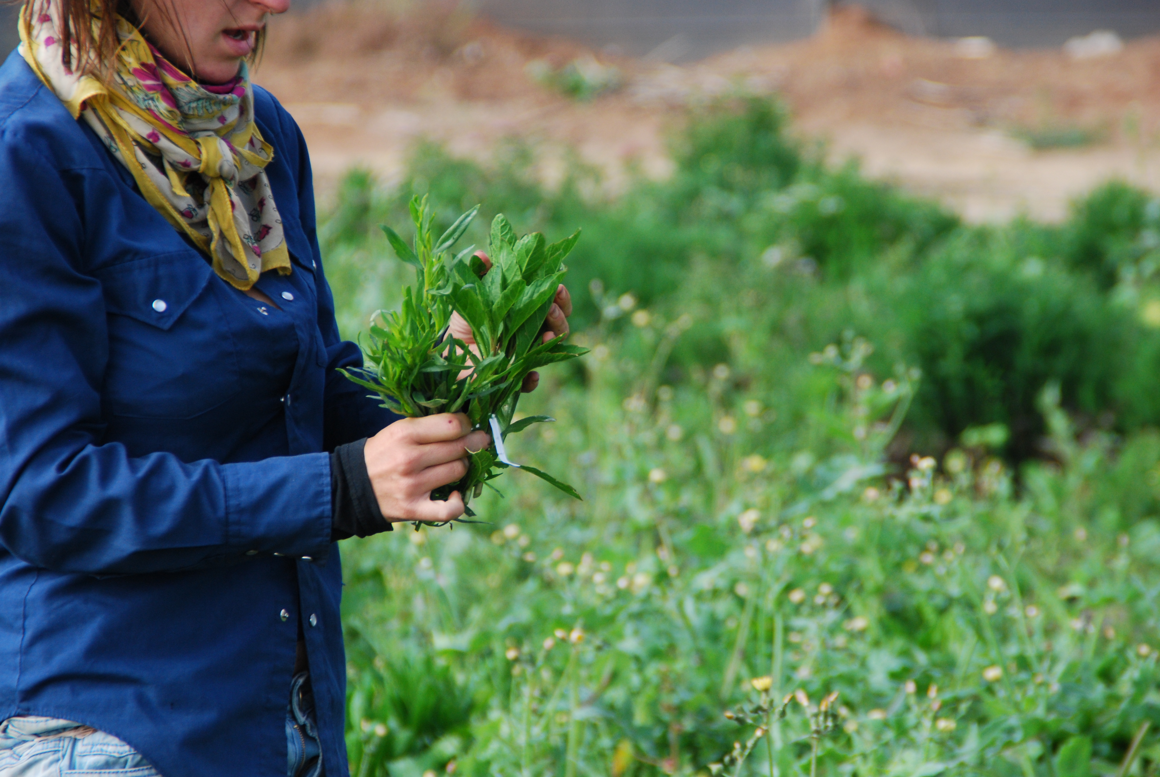 Infusões de Epazote: Um Abraço Quentinho Para o Seu Estômago - inspiração 1
