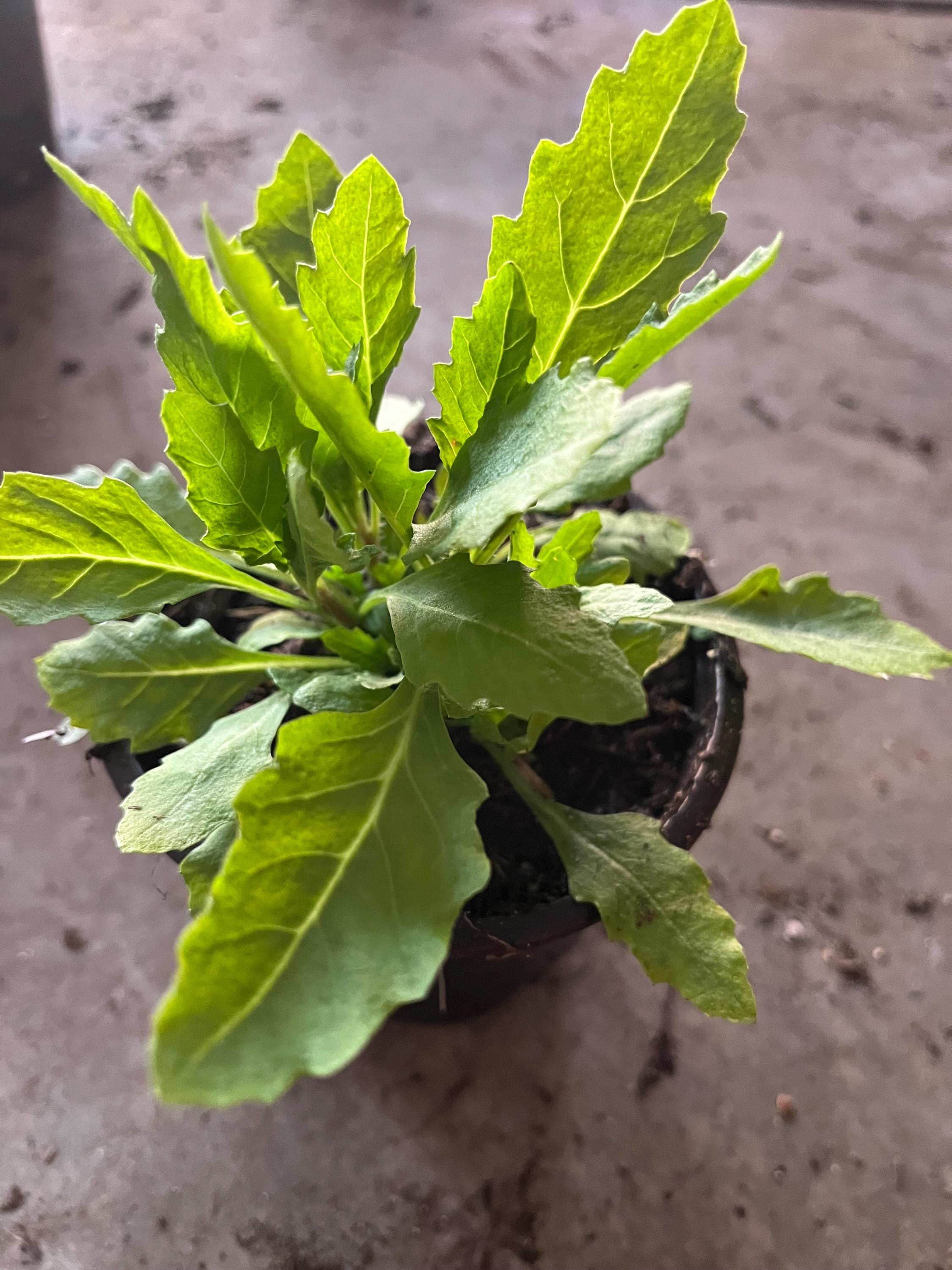 Infusões de Epazote: Um Abraço Quentinho Para o Seu Estômago - inspiração 2