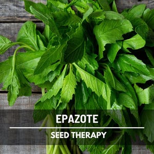 Ação Anti-inflamatória e Analgésica: Alívio Natural para Dores - inspiração 3