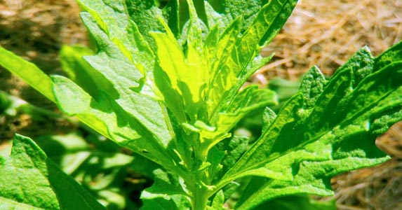 Cultivando Seu Próprio Epazote: Frescor Garantido na Sua Cozinha - inspiração 3