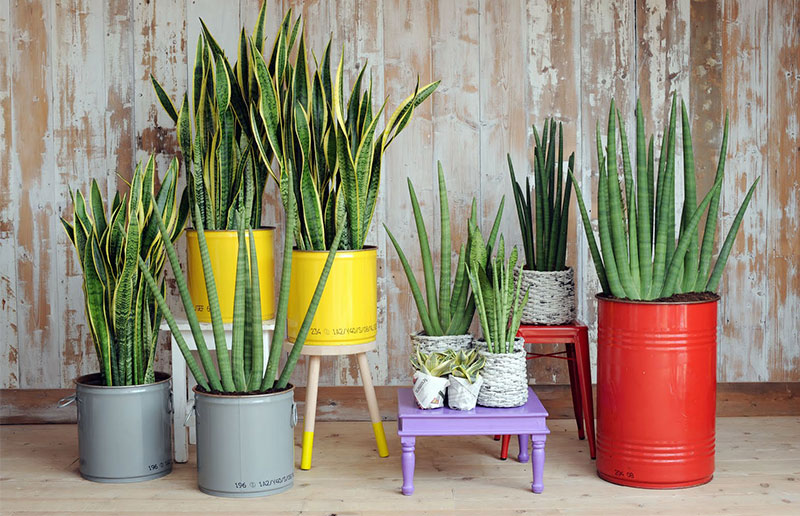 Posicionamento Estratégico: Onde Colocar para Atrair Boas Vibrações - inspiração 2