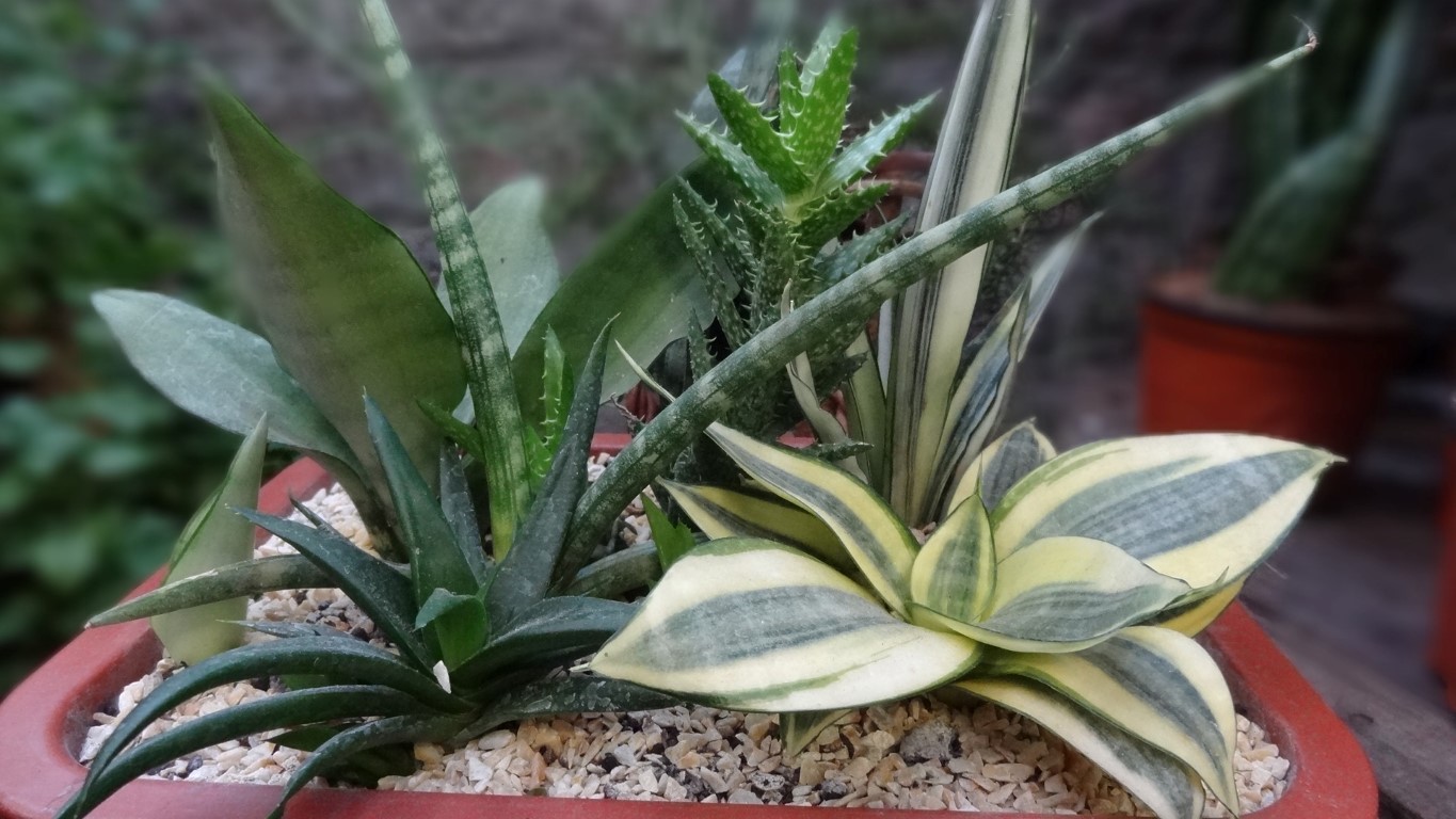 Identificando a Saúde da Sua Planta: Sinais de Vigor e Felicidade - inspiração 3