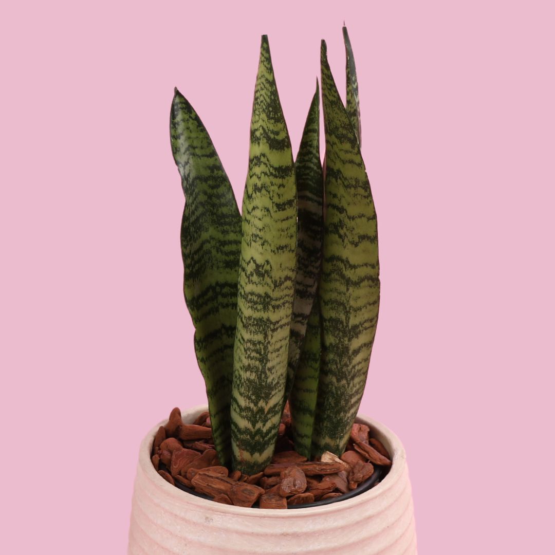 Segurança em Primeiro Lugar: Mantenha Longe de Crianças e Animais - inspiração 3