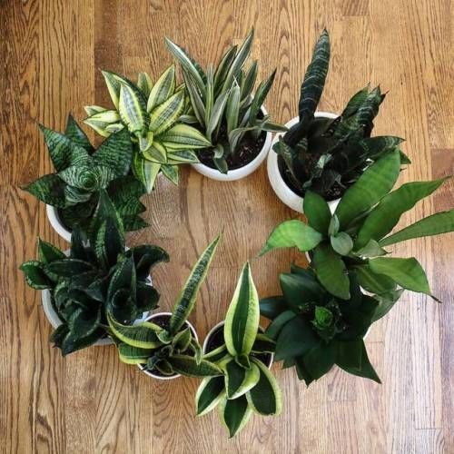 Multiplicação Sem Mistério: Faça Suas Próprias Mudas com Facilidade - inspiração 1