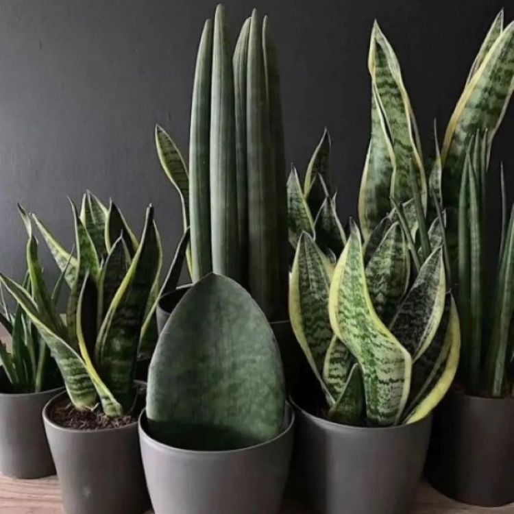 Multiplicação Sem Mistério: Faça Suas Próprias Mudas com Facilidade - inspiração 3